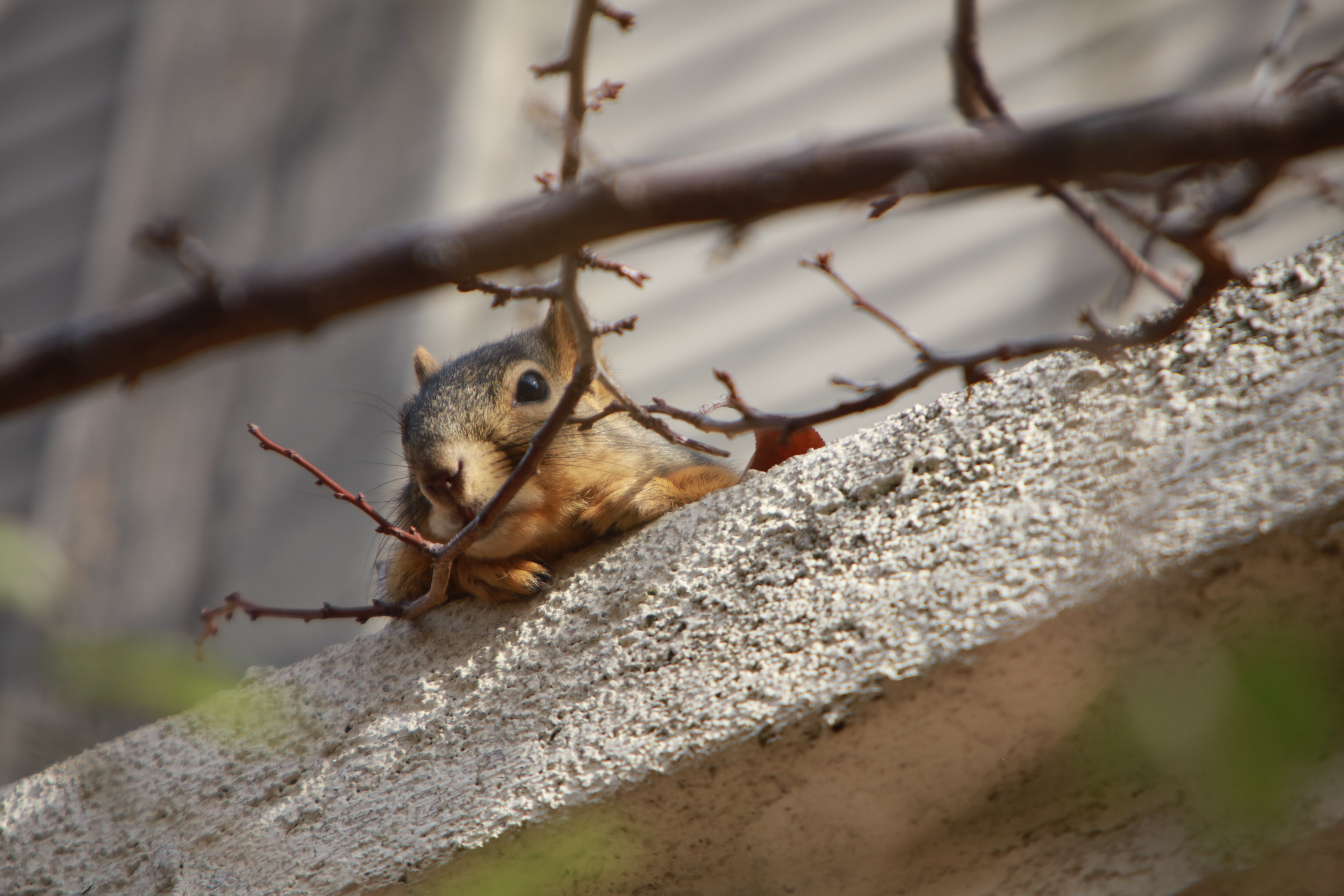 Photo of Animals