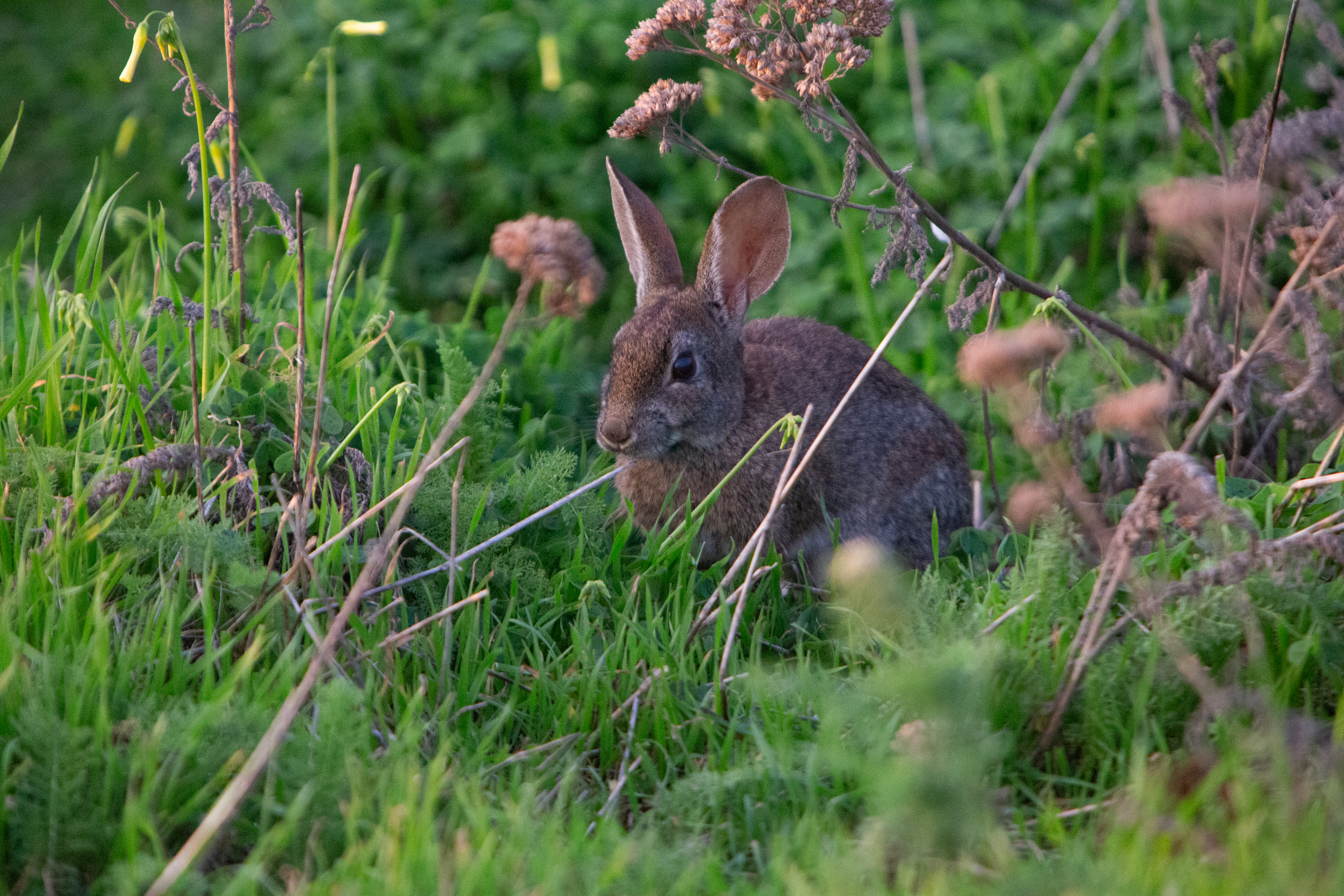 Photo of Animals