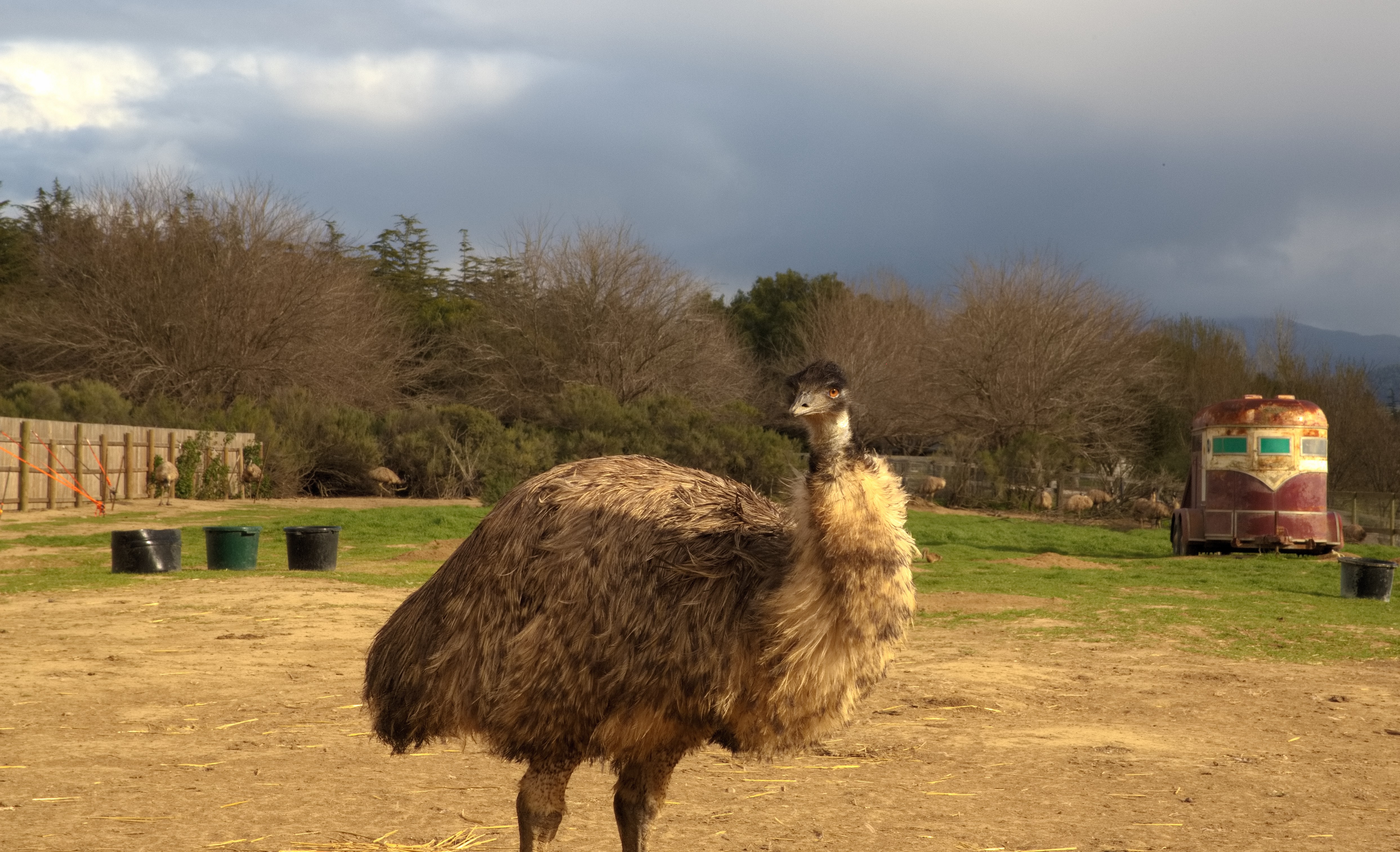 Photo of Animals