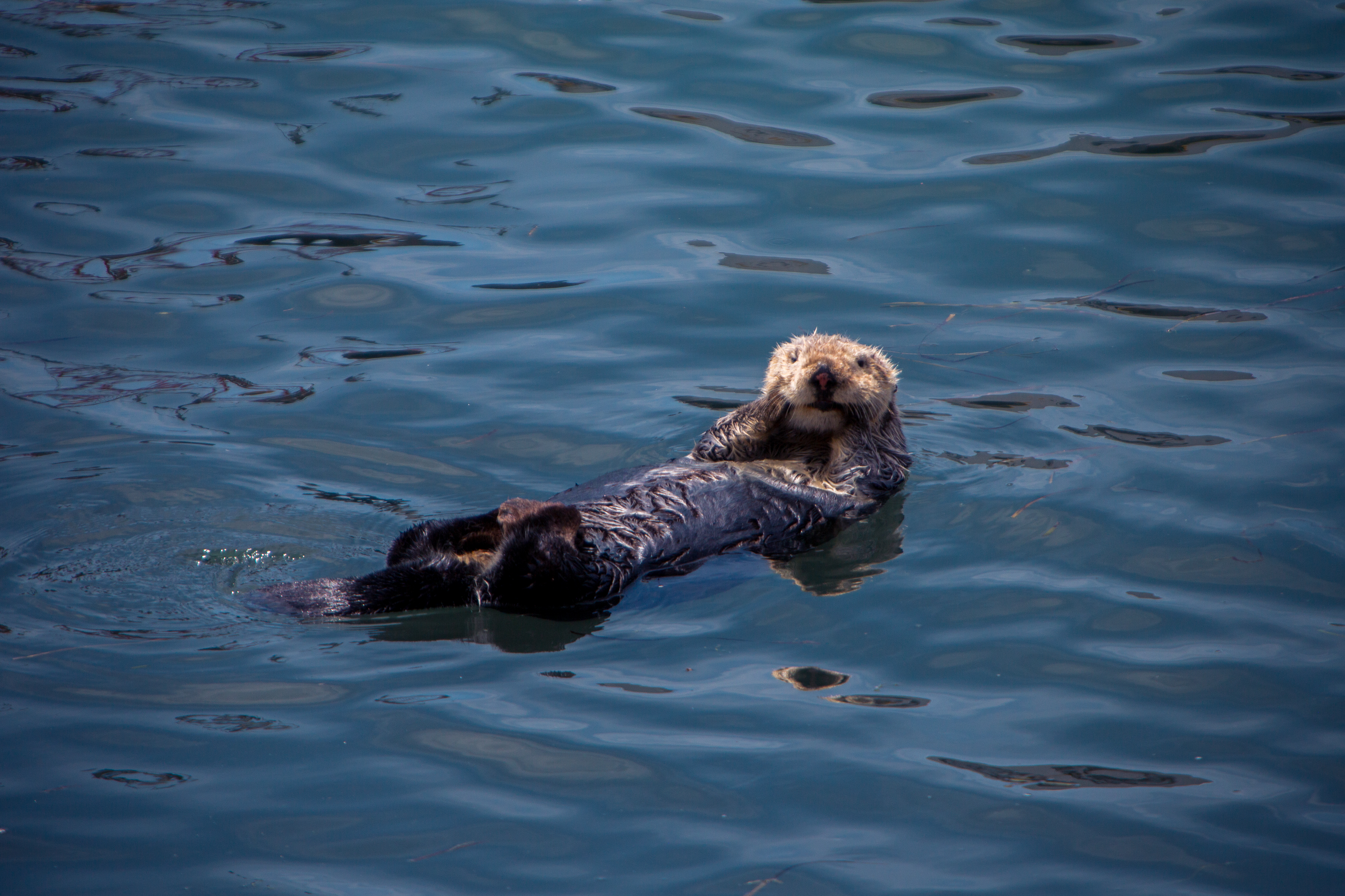 Photo of Animals