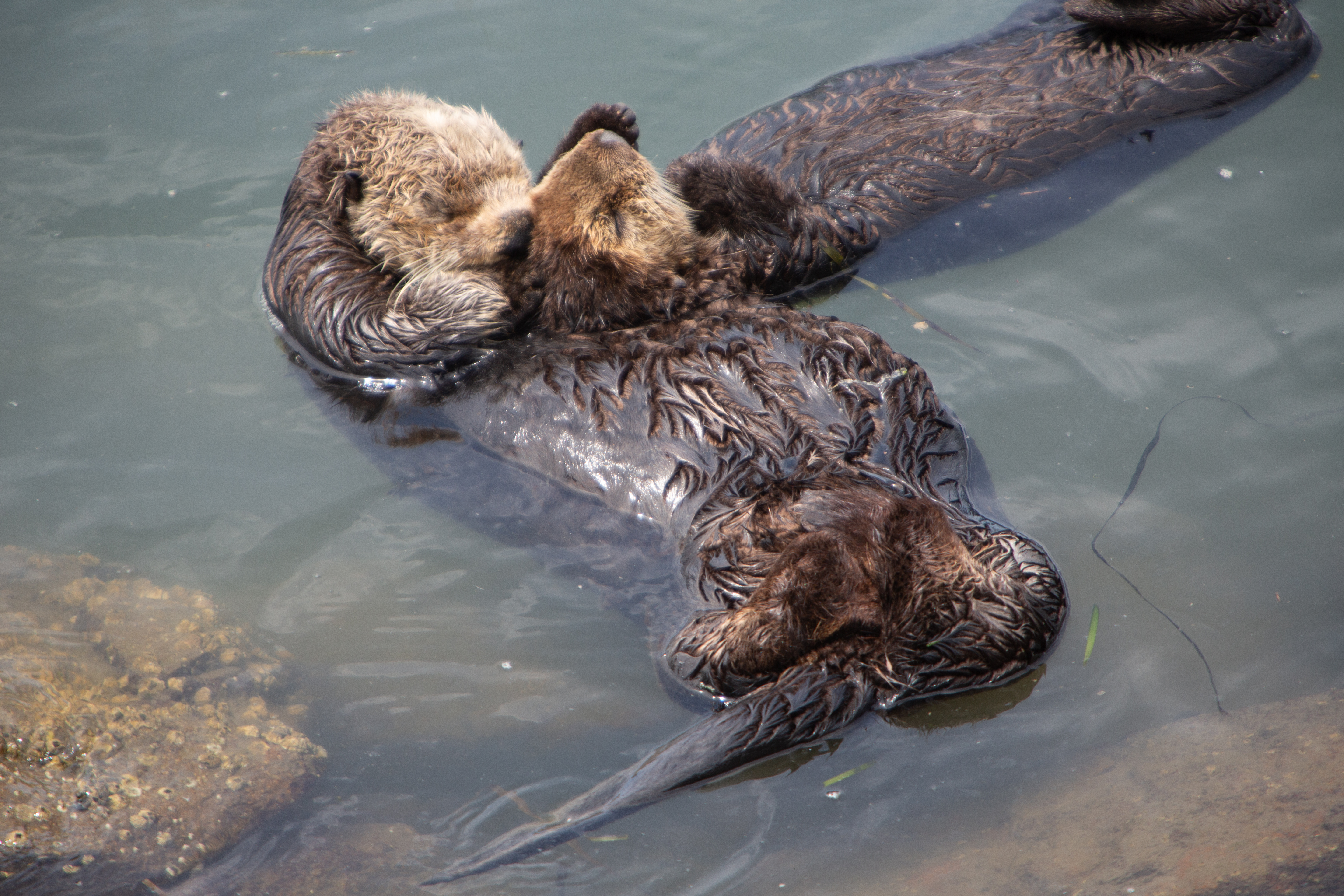Photo of Animals