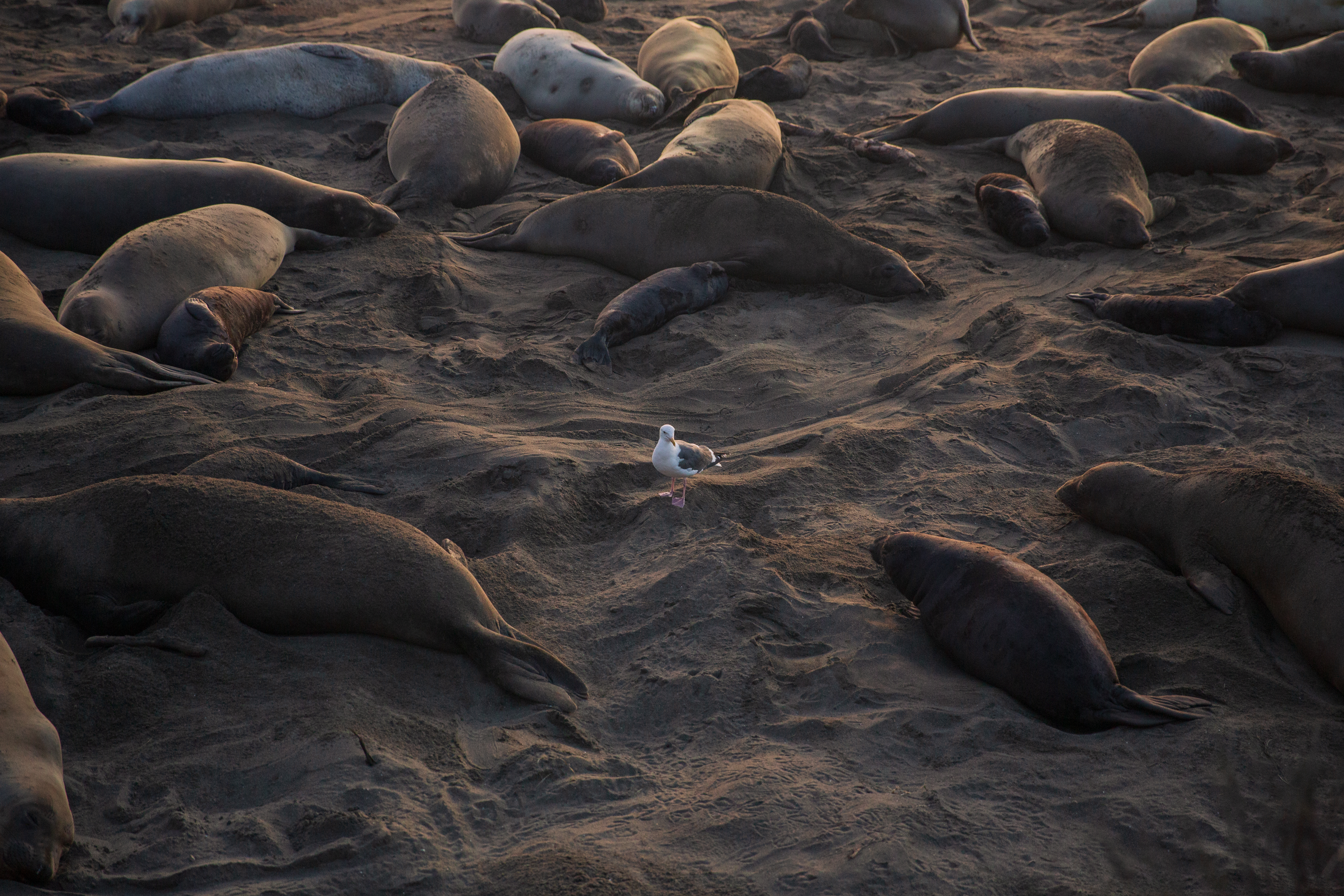 Photo of Animals