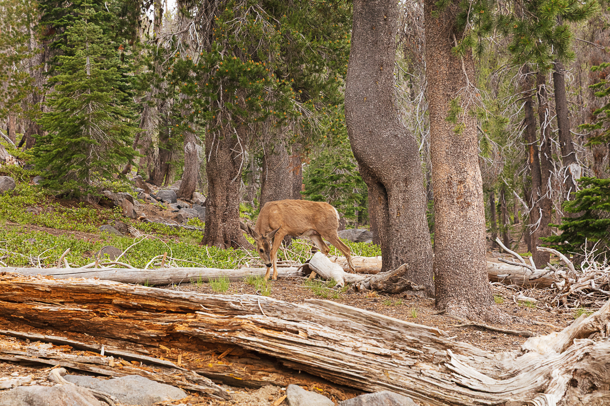 Photo of Lassen Volcanic