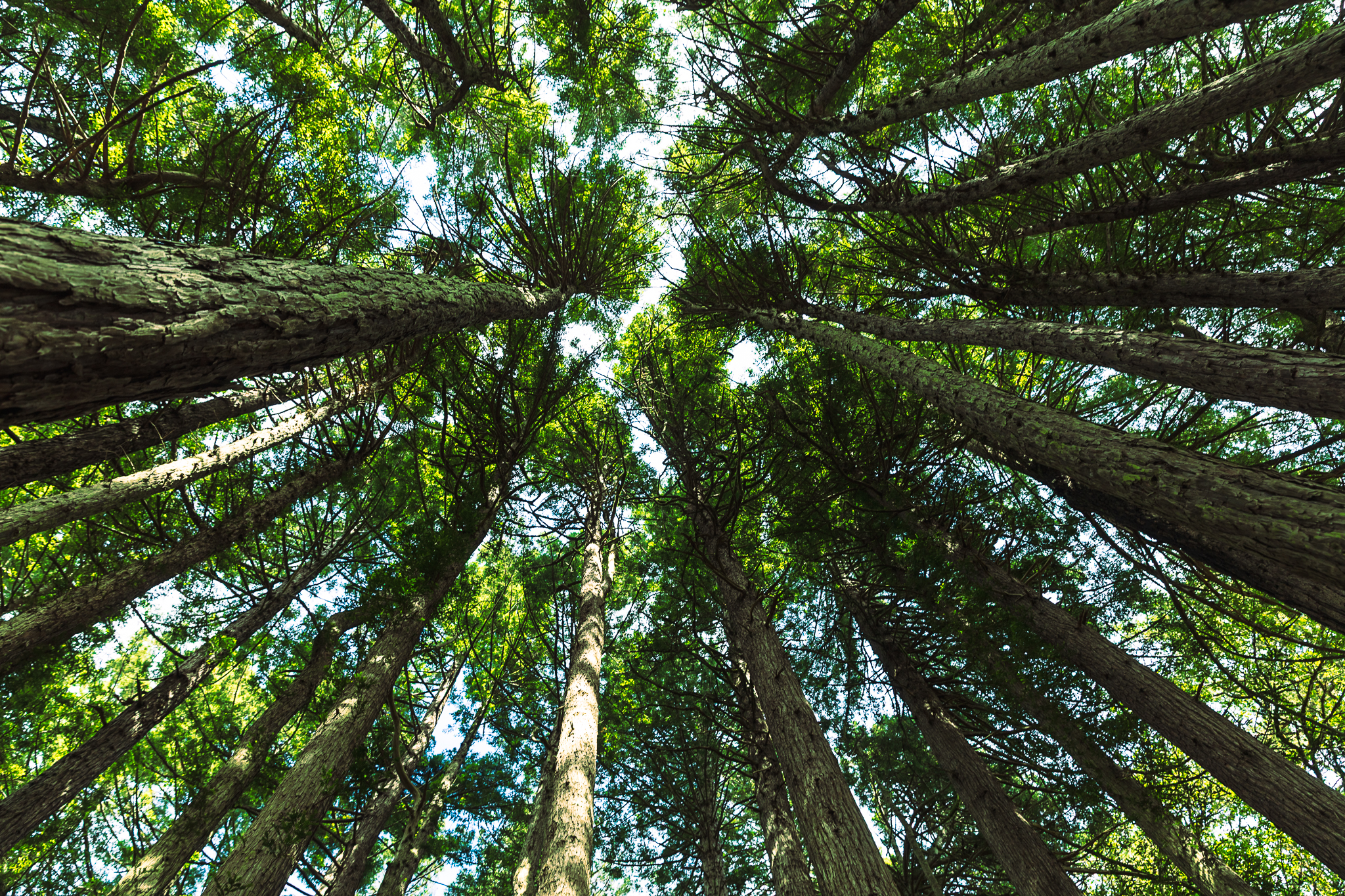 Photo of Muir Woods