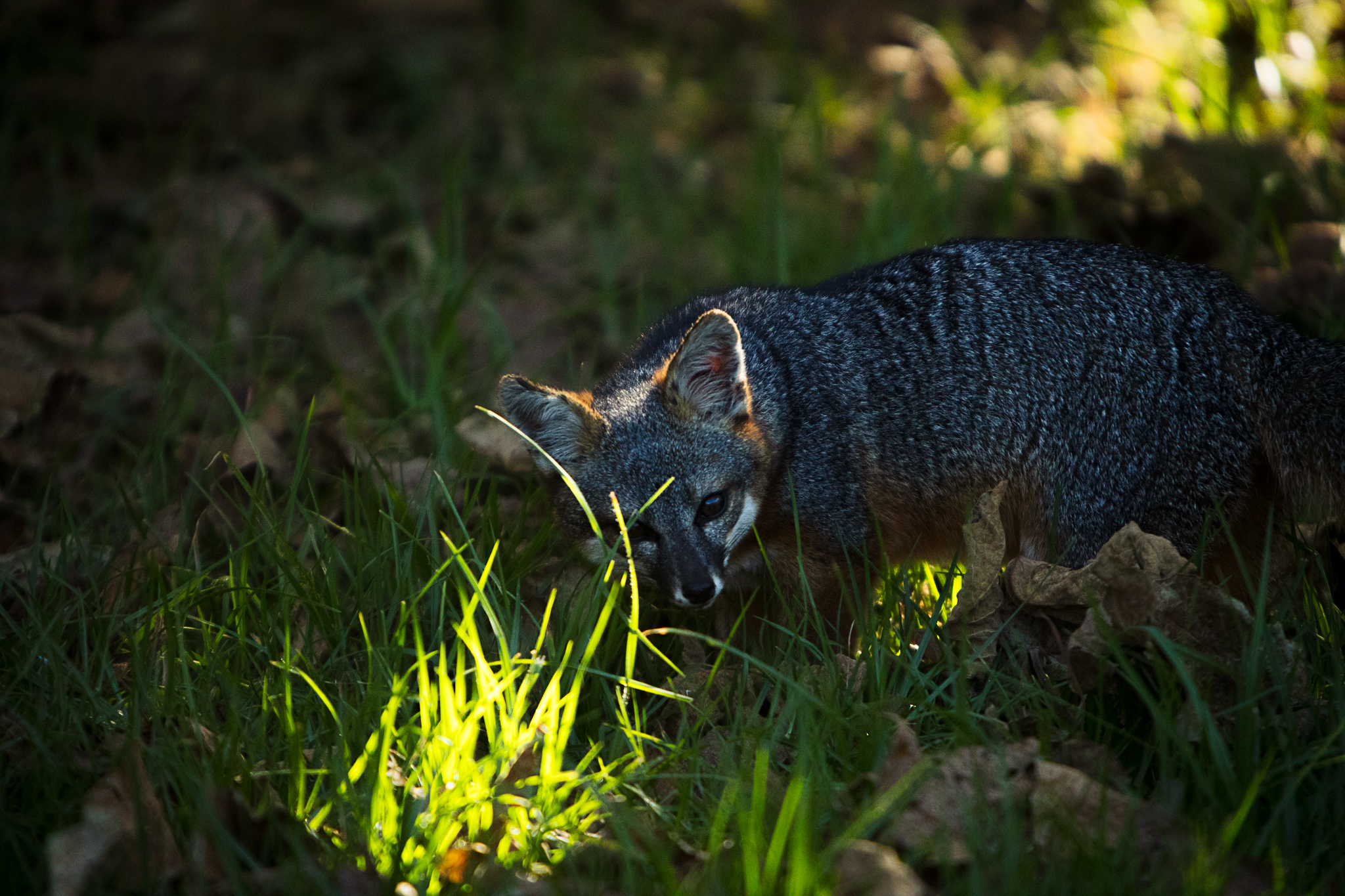 Photo of I Santa Cruz Island Small